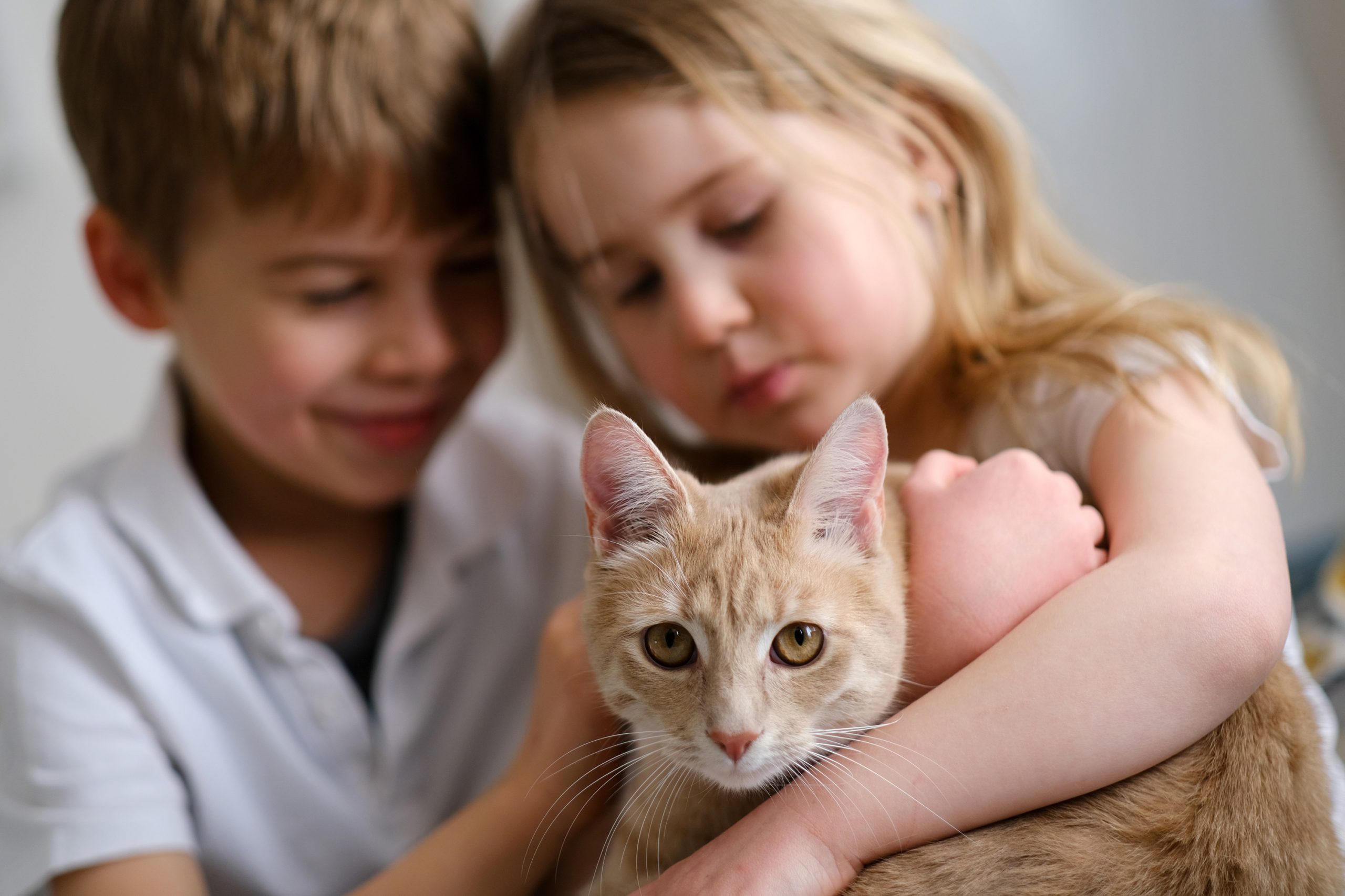 ¿Cómo pueden ayudar los niños en el cuidado de una mascota?