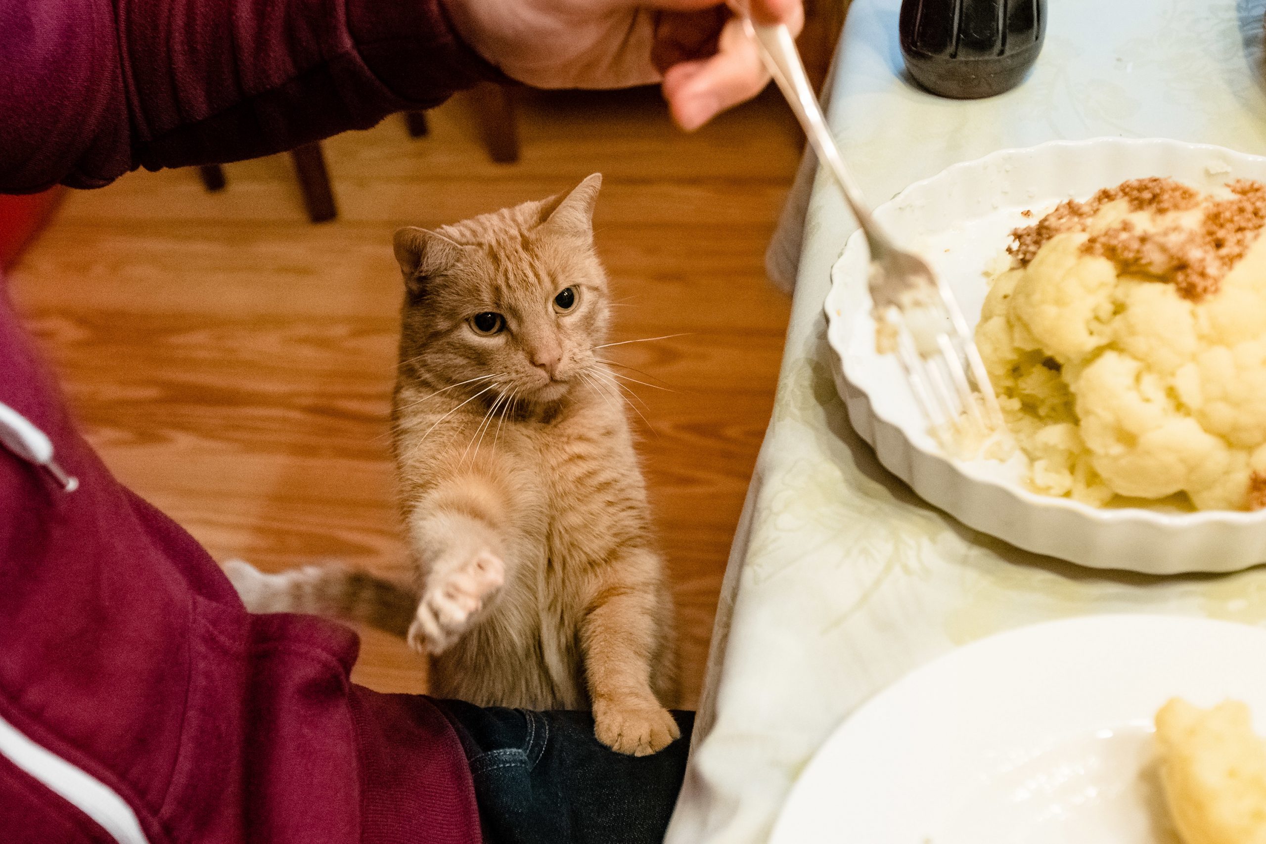 Consejos para mantener a los gatos alejados de la mesa