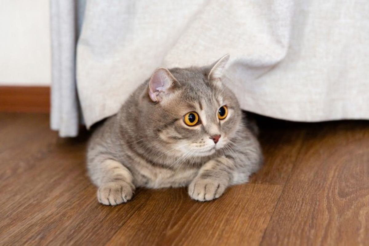 Toca las costillas y observa el talle: ¿El gato ha engordado?
