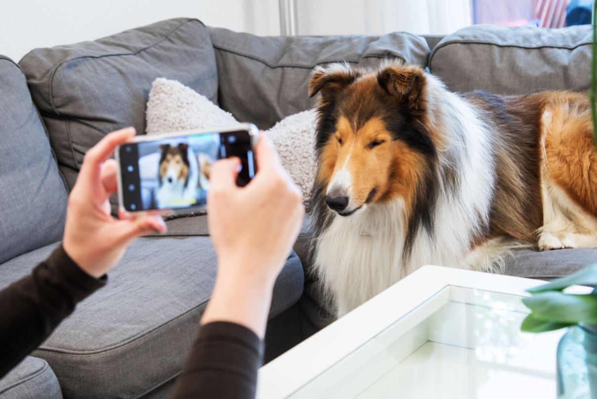 Cómo lograr que el perro sea un exitoso modelo fotográfico