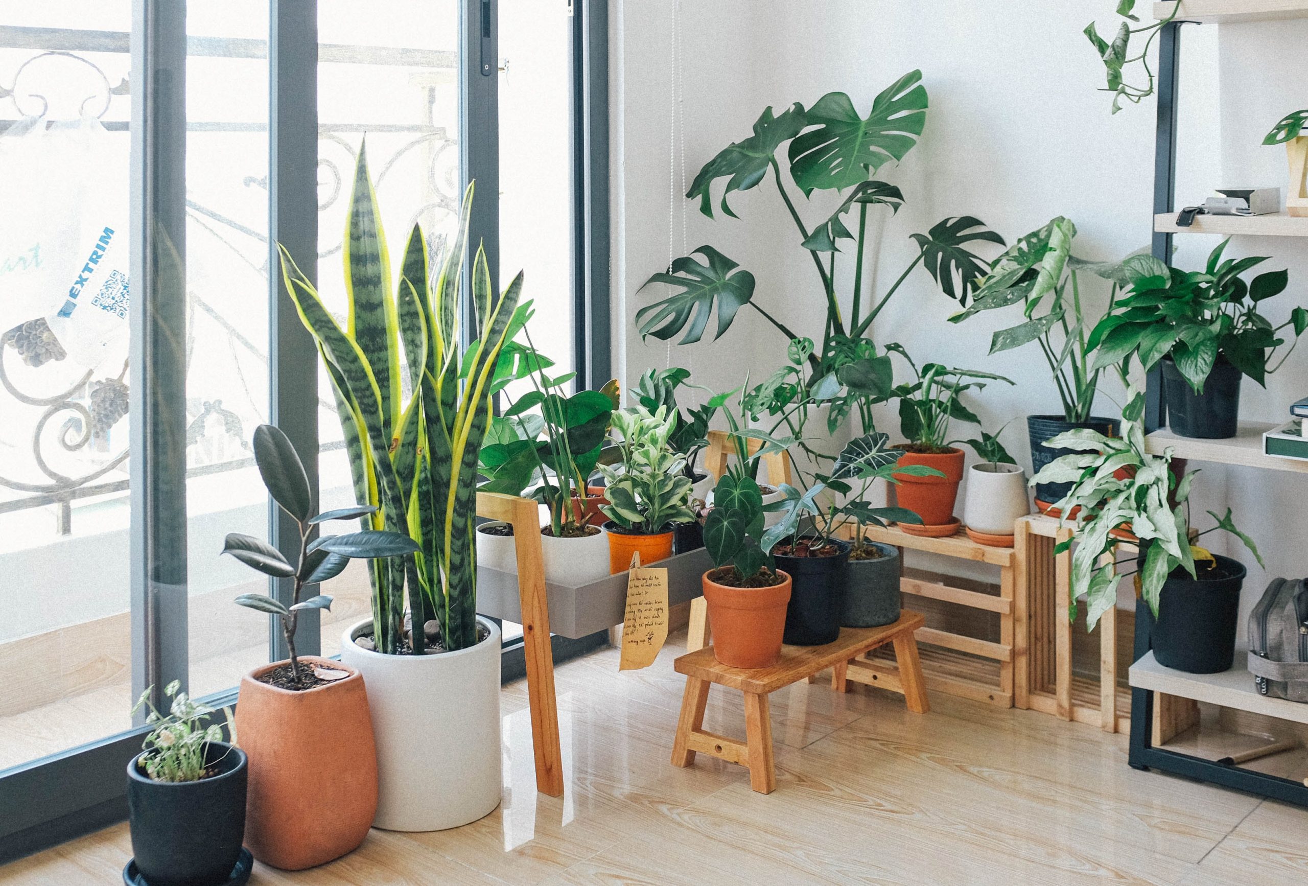 Cinco formas para decorar tu hogar con plantas