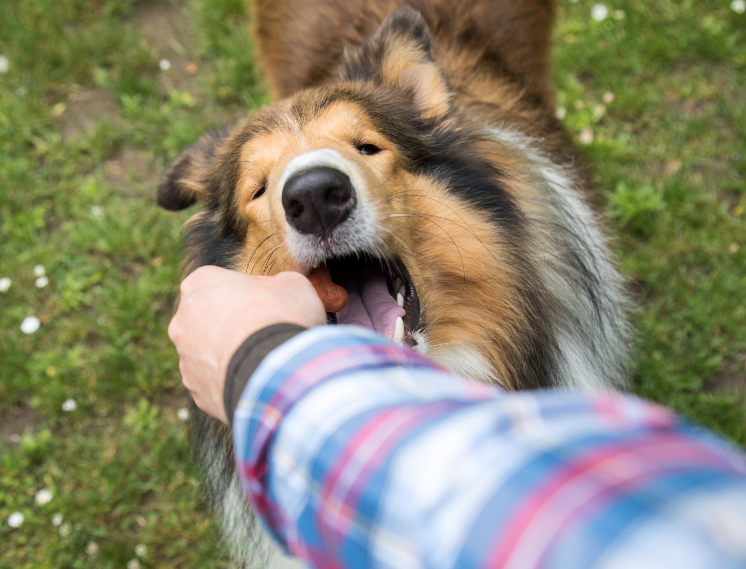 Vigilar sin alborotar: mantener adecuado estado de alerta en perros