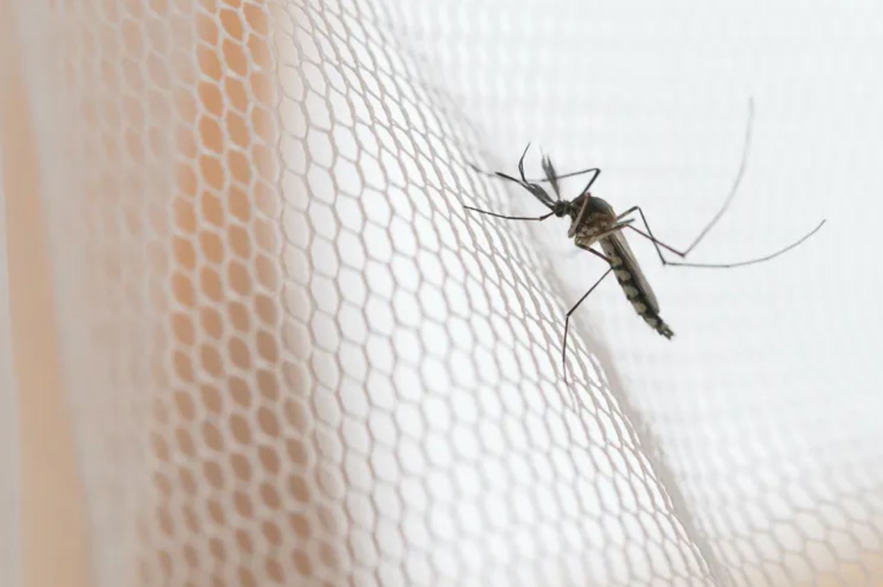 ¿Qué enfermedades pueden transmitirnos los mosquitos si nos vamos de viaje?